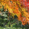 伊藤公記念公園の紅葉