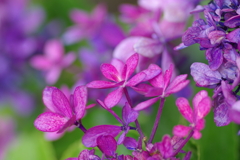 実家の紫陽花（雨上がり）