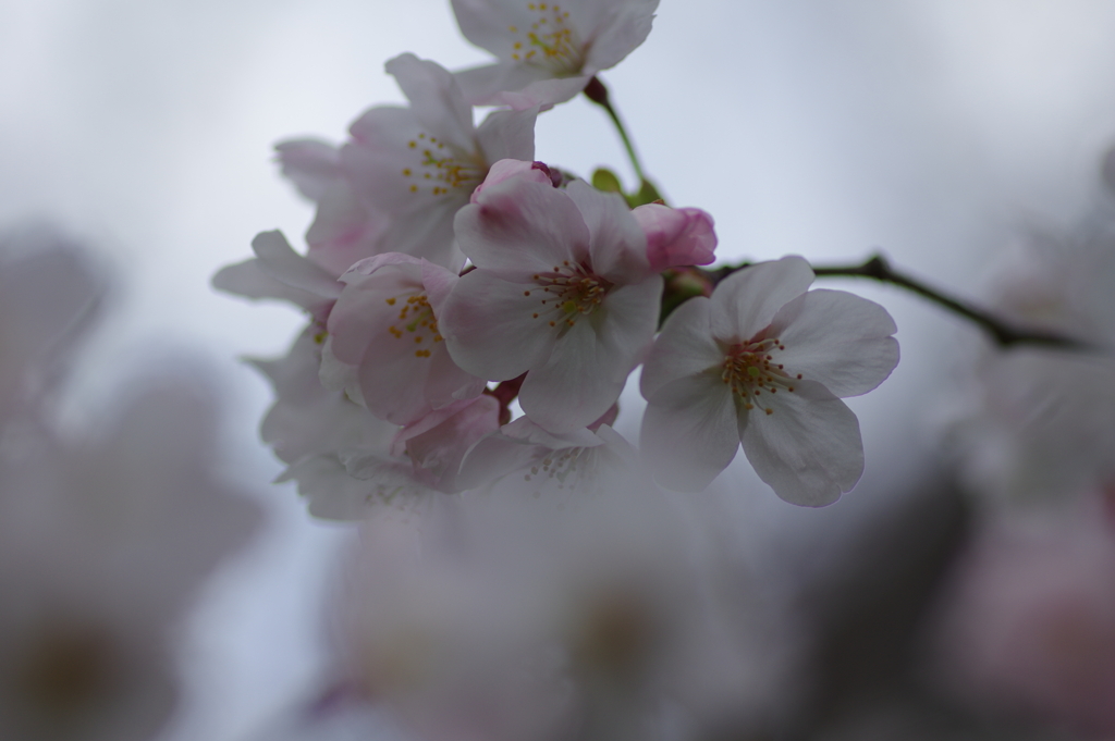 子供を抱えながらの花見