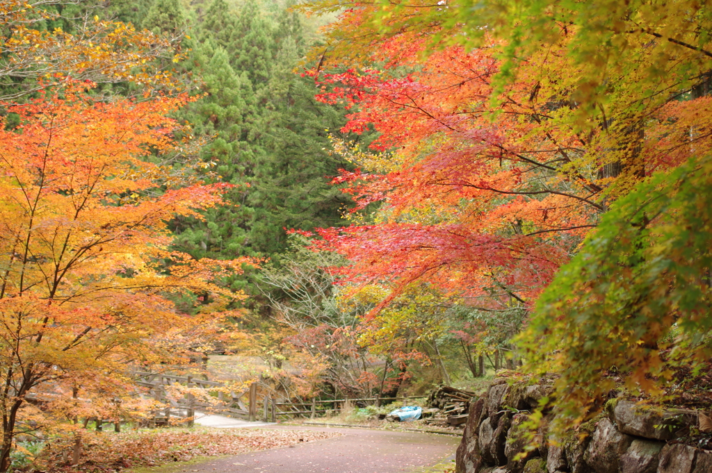 紅葉狩り２０２１