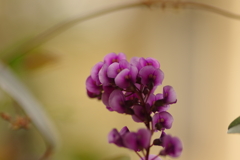 ハーデンベルギア