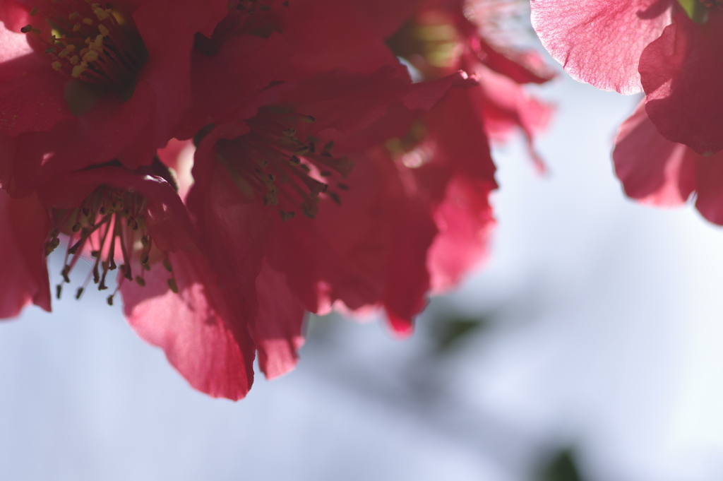 ひっそりと咲いていた木瓜の花