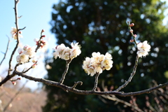 冠梅園