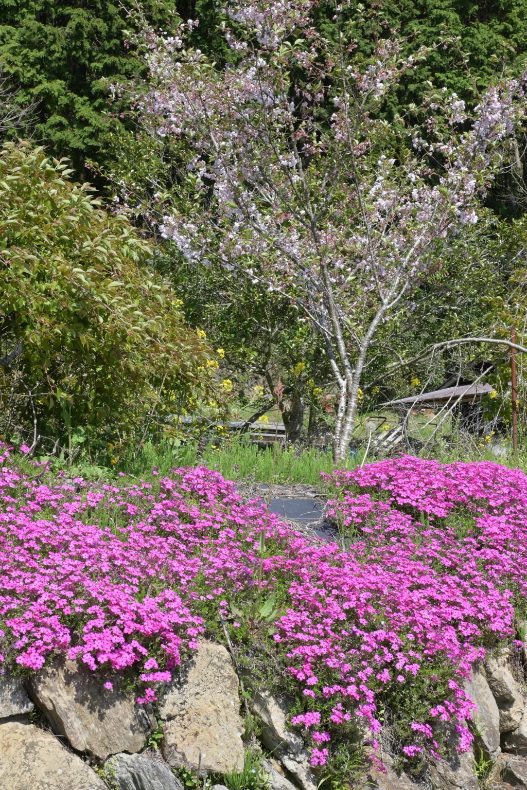 大道理の芝桜