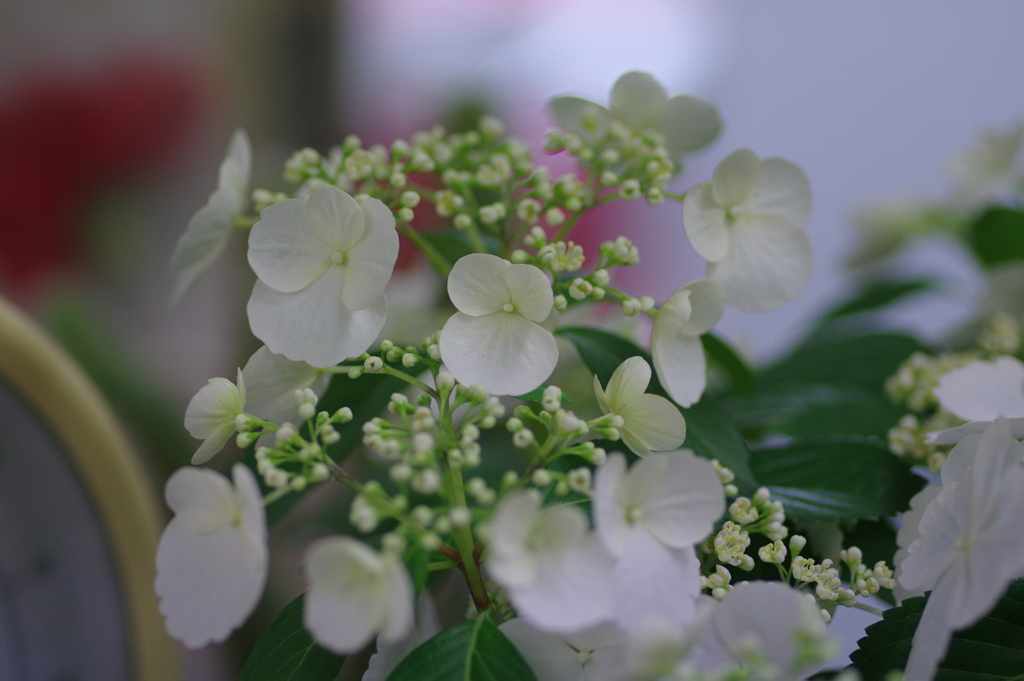 母の日に送った花