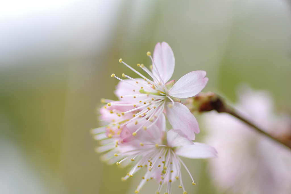 庭の桜