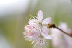 庭の桜