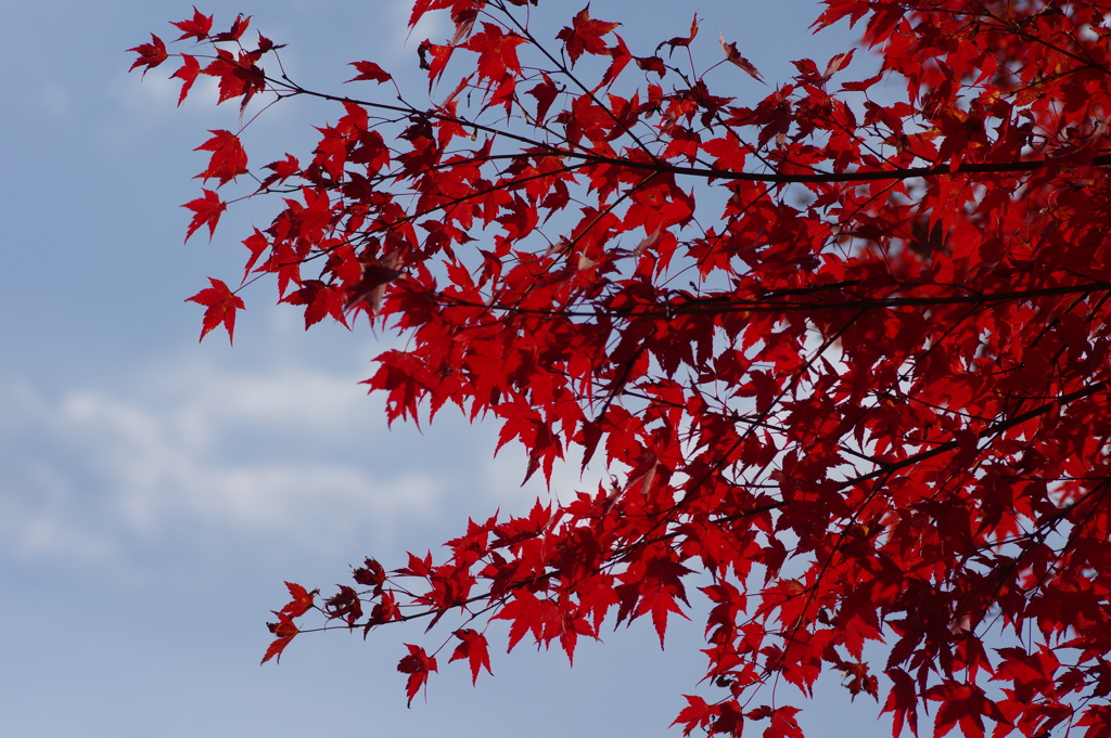 伊藤公記念公園の紅葉