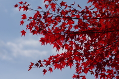 伊藤公記念公園の紅葉