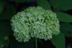 庭紫陽花