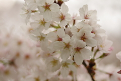 雨上がりお花見2021