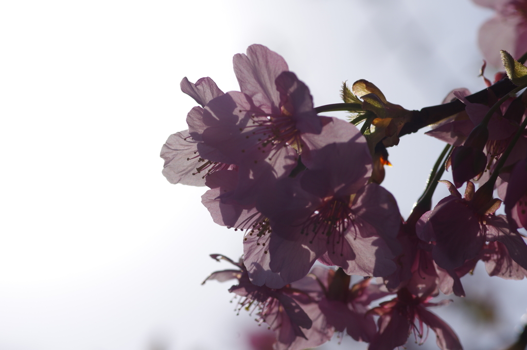 河津桜2021