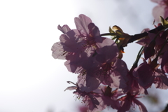 河津桜2021
