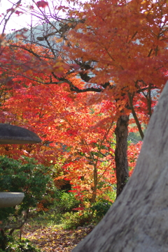 伊藤公記念公園の紅葉