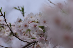 続花見は写真で