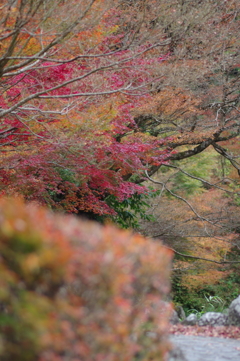 親子で紅葉狩り