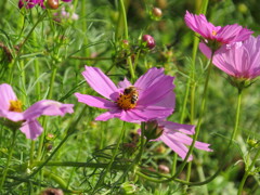 コンデジでカメラ練習中