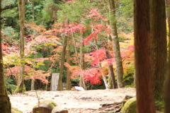 紅葉狩り２０２１