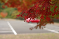 どっちが紅い？