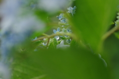 梅雨入りと紫陽花