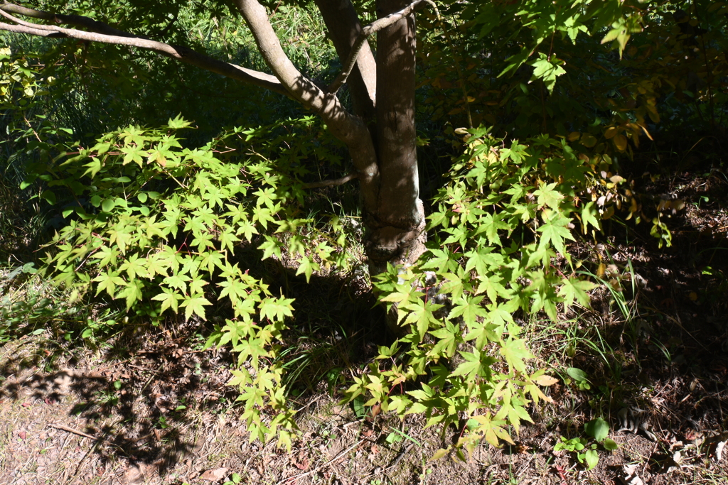 スポーツ公園内でウォーキング撮影