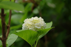 梅雨と紫陽花