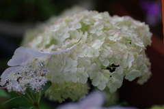庭紫陽花