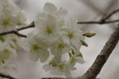 春の訪れ