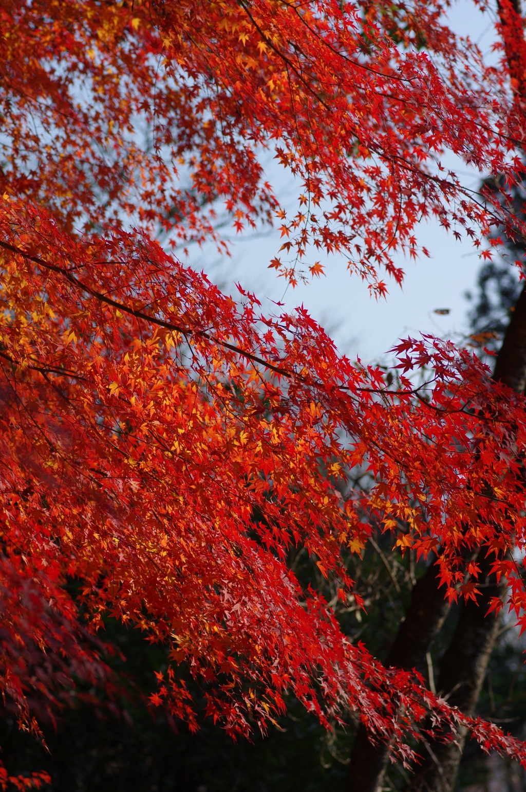 伊藤公記念公園の紅葉