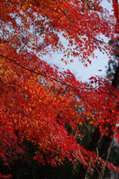 伊藤公記念公園の紅葉