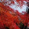 伊藤公記念公園の紅葉