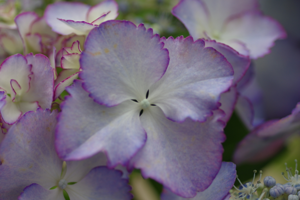 今更紫陽花