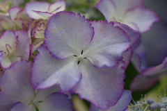 今更紫陽花
