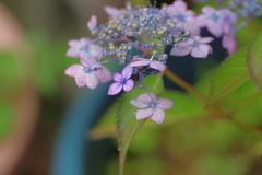 実家庭の紫陽花