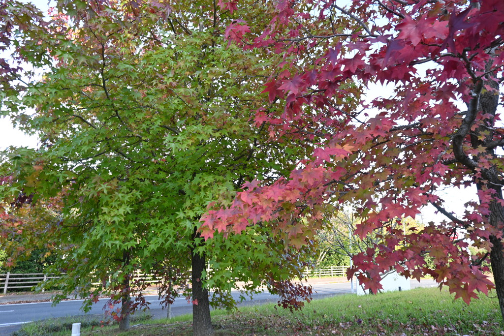 初めての一眼と紅葉W
