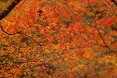 紅葉狩り２０２１