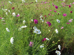 コンデジでカメラ練習中