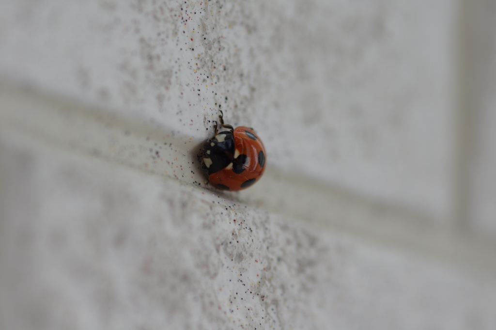 ナナホシテントウ