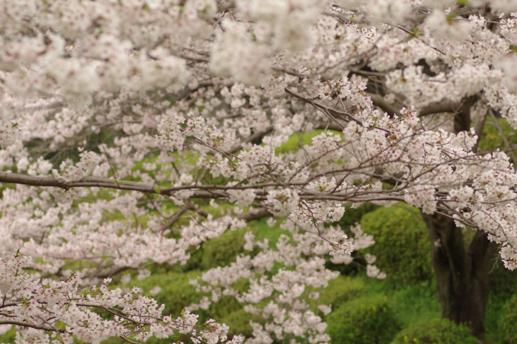 雨上がりお花見2021