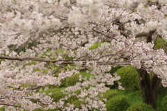 雨上がりお花見2021
