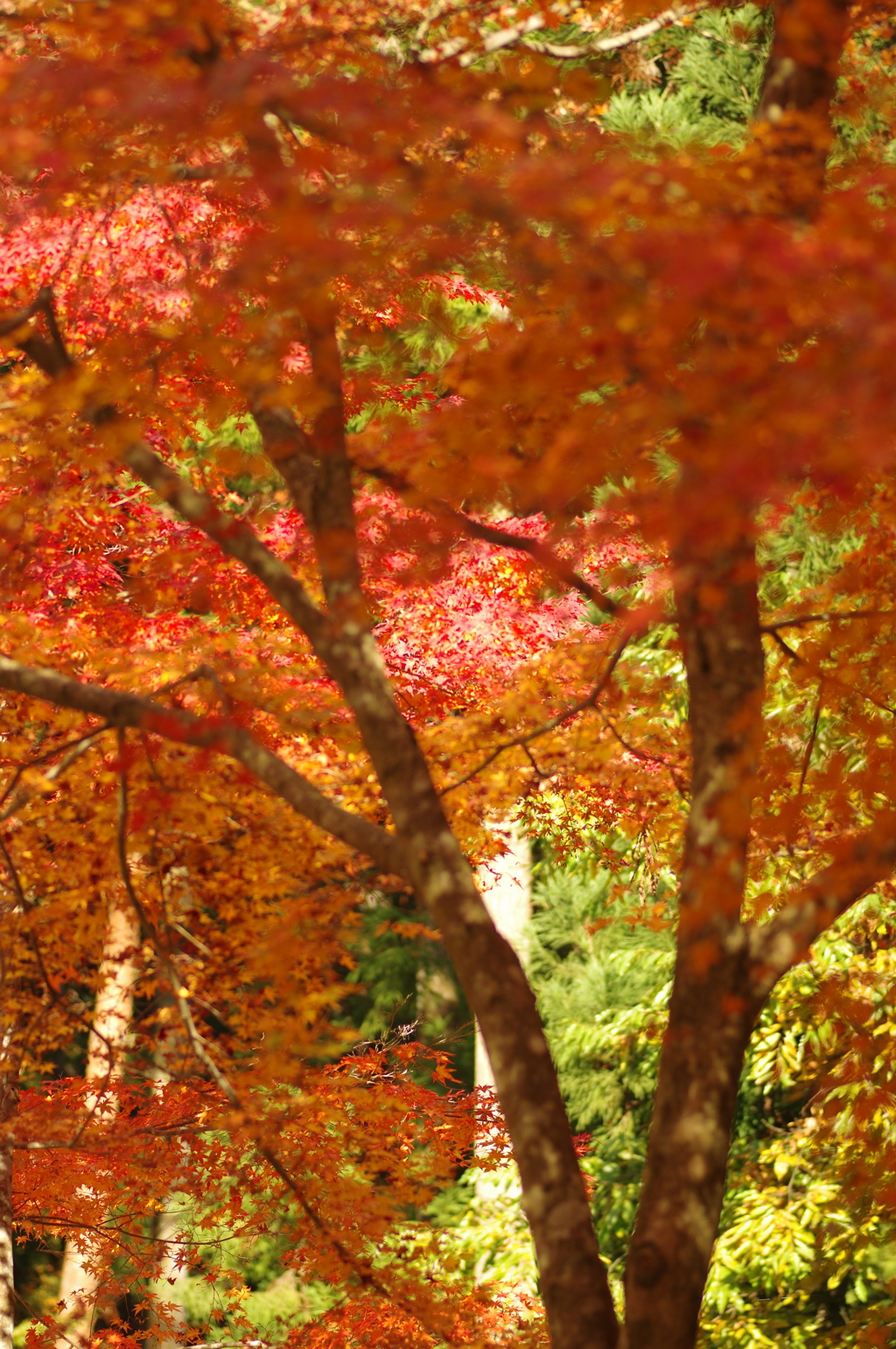 紅葉狩り