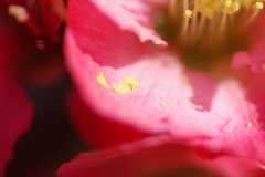 ひっそりと咲いていた木瓜の花