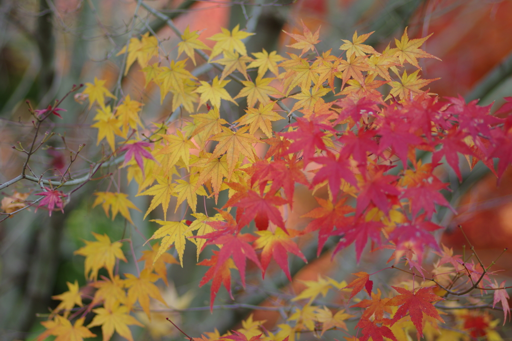 伊藤公記念公園の紅葉