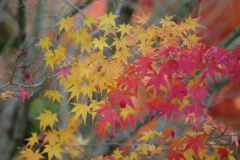 伊藤公記念公園の紅葉