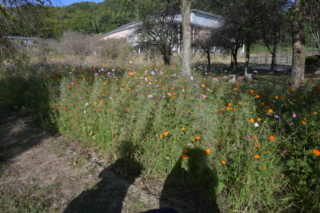 親子で秋桜撮影