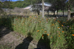 親子で秋桜撮影