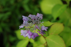 梅雨と紫陽花