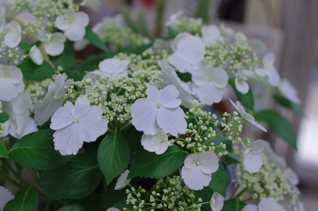母の日に送った花