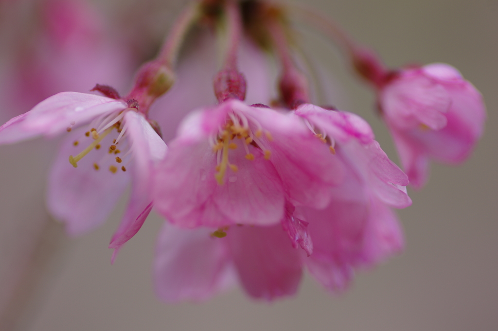 sakura2017