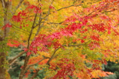 椛のグラデーション